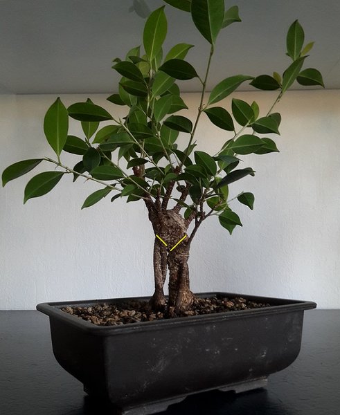 Ficus 1 Schnitt - vorher noch Mehrfachstamm abmoosen?
