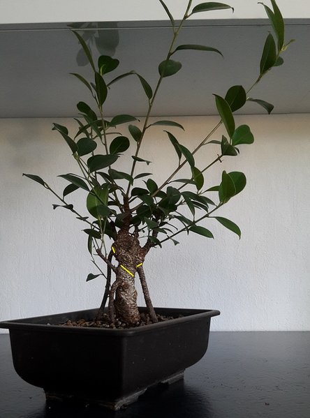 Ficus 2 Schnitt - vorher noch Mehrfachstamm abmoosen?