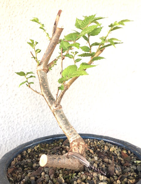 27. April 2018: Zelkova serrata 1