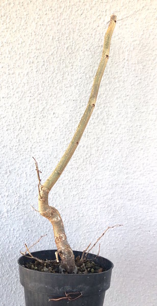 27.April 2018: Zelkova serrata 2