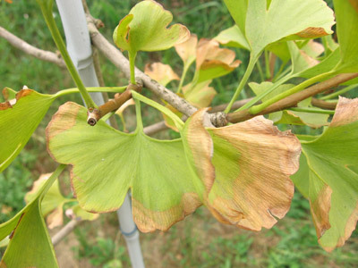 Ginko mit brauen Flecken