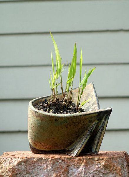 ein neues HH-Schälchen mit Plattährengras Chasmanthium latifolium