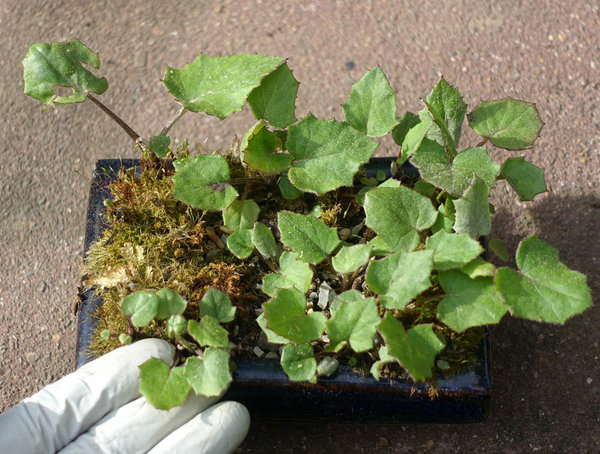 der Huflattich hat nach drei Jahren im Schälchen zum ersten mal wieder geblüht und erstmals wirklich kleine Blätter bekommen (mal sehen, ob sie klein bleiben...)