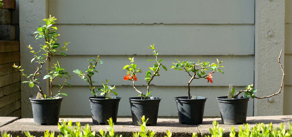 fünf japanisch Zierquitten Chaenomelis Chojubai-Stecklingen (4-jährig) von Heike vG mit orangeroten Blüten