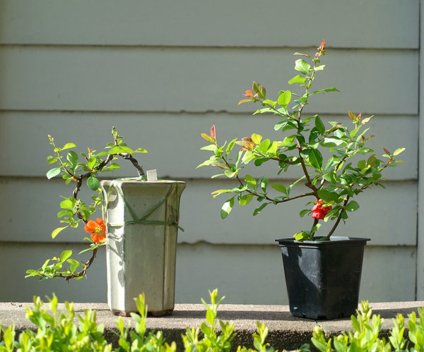 Nummer 6 und eine chinesische Zierquitte mit mehr roter Blüte