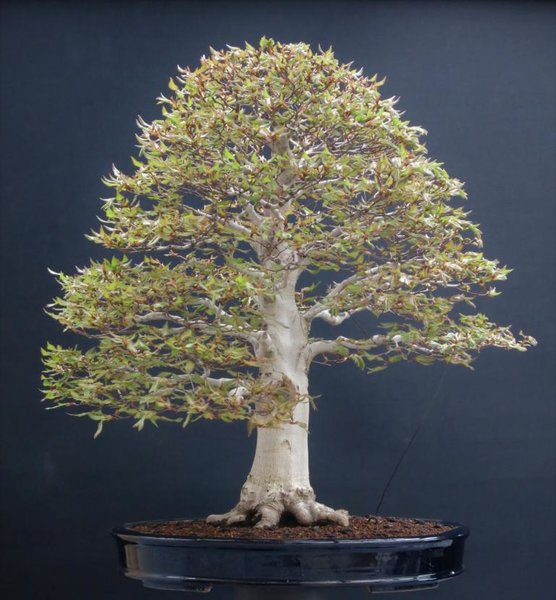 Fagus Crenata 29.4.2018.JPG