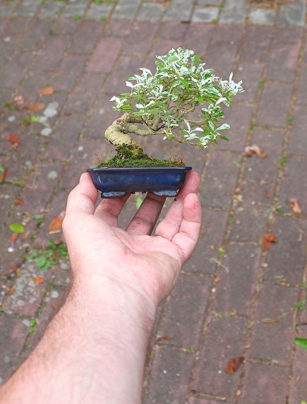 liguster 2018-april.jpg