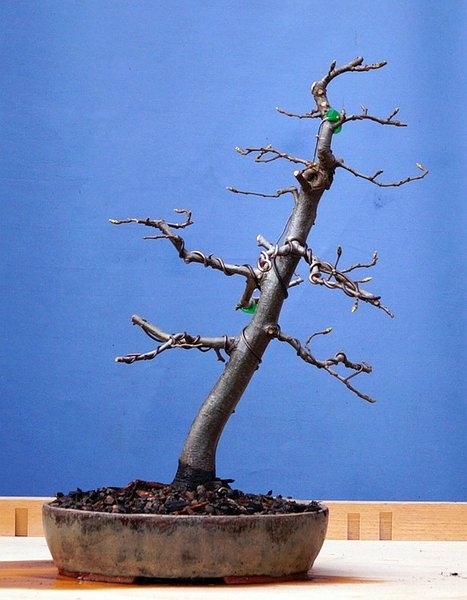 B007-April18-CarpBetu.jpg