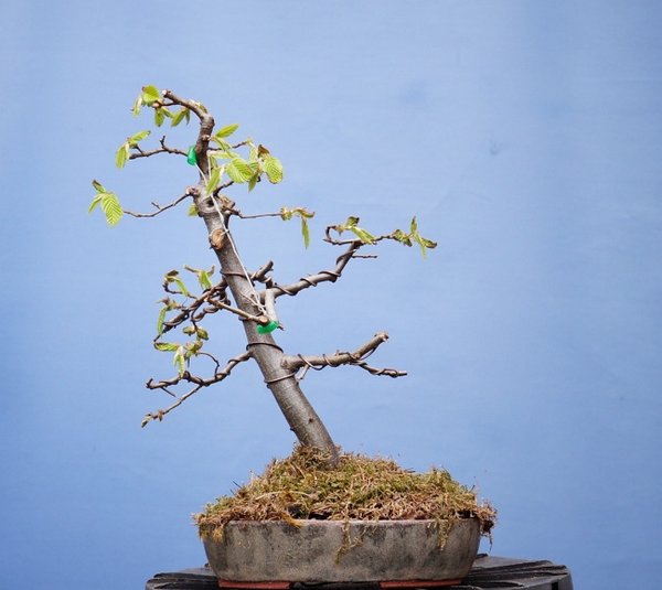 B008-April18-CarpBetu.jpg