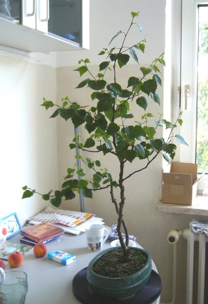 20090521.jpg