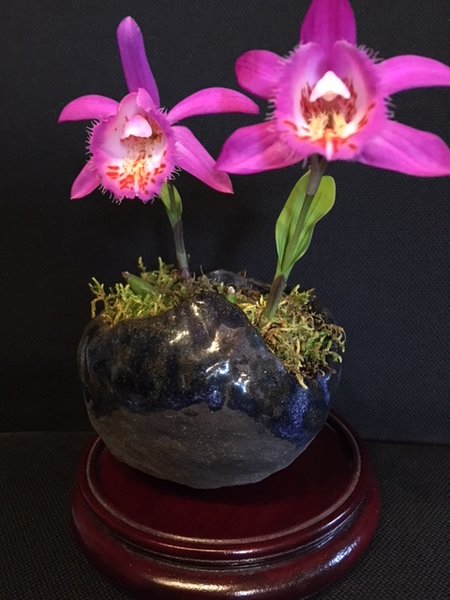 IMG_5305 PLeione Shasta.JPG