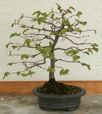 IMAG4181_crop_327x365.jpg