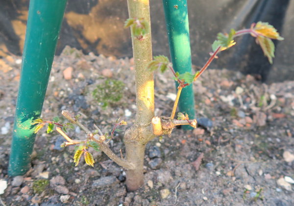 21. April 2018: Zelkova serrata 4