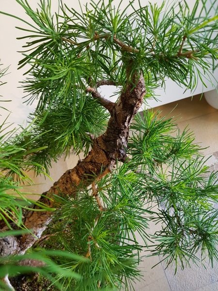 20180505_094907-756x1008-567x756.jpg