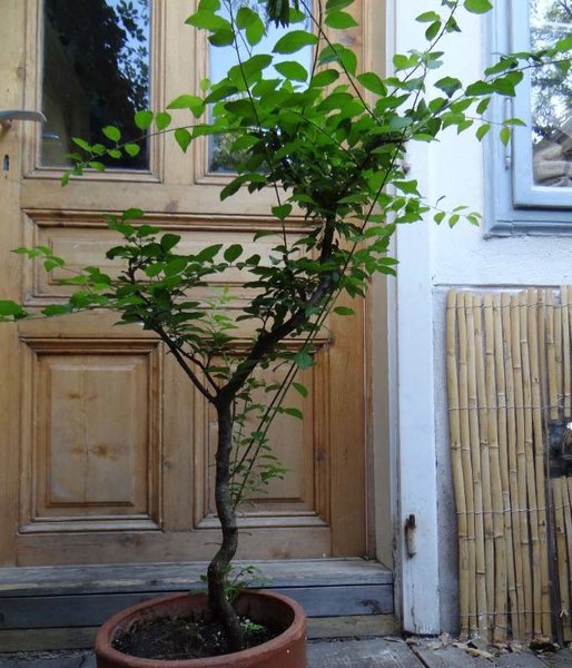 prunus.jpg