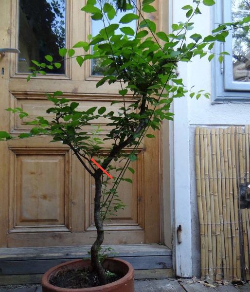 prunus.jpg