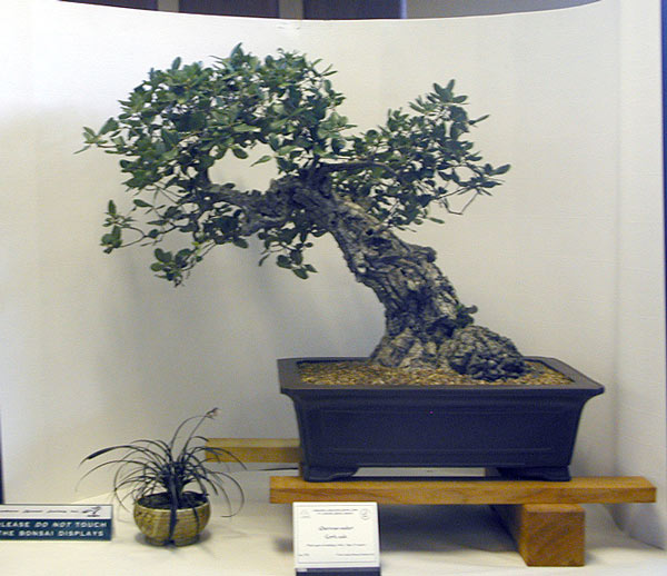 Korkeiche, Quercus suber
<br />zweitbester der Show