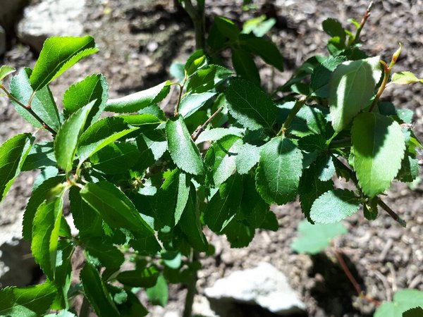 20180506_122245-800x600.jpg