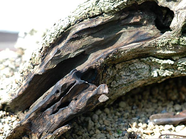 Dsc_5076v.jpg