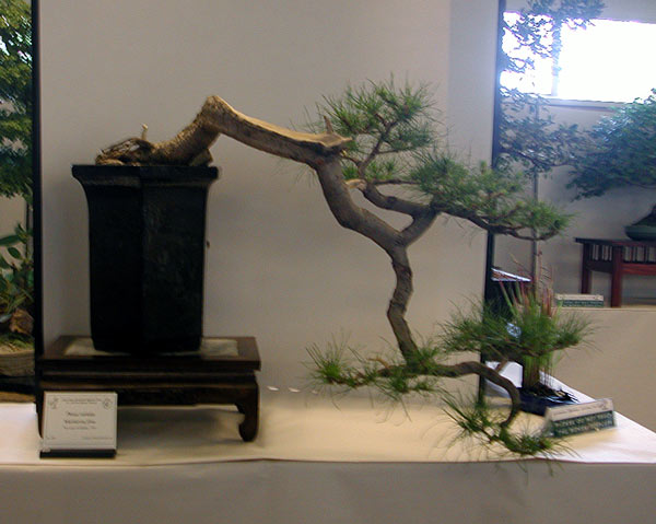 P. sylvestris