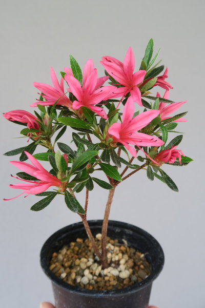 Azalea Korin
