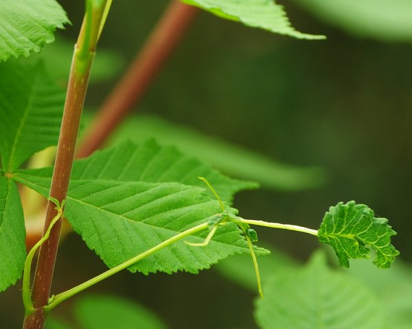 verformtes Blatt