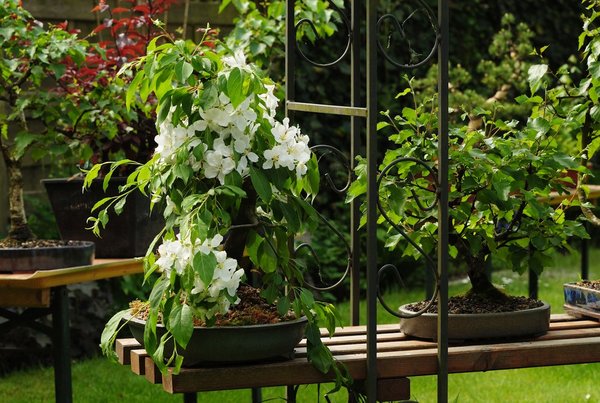 Malus "Red Jade"<br />Schale: Walter Venne