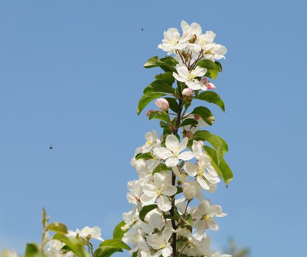 Apfelblüte