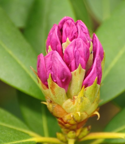 Rhododendron