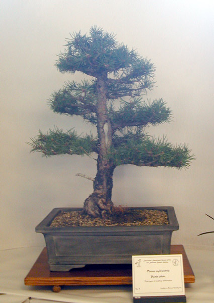 Pinus sylvestris