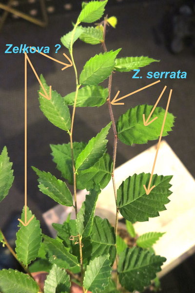 Blattvergleich: links unbekannt - rechts Zelkova serrata