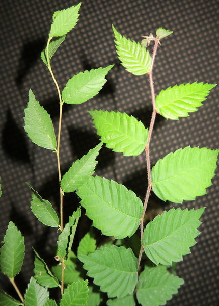 Blattvergleich: links unbekannt - rechts Zelkova serrata