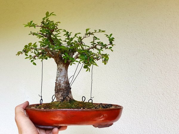 20180512_120919.jpg