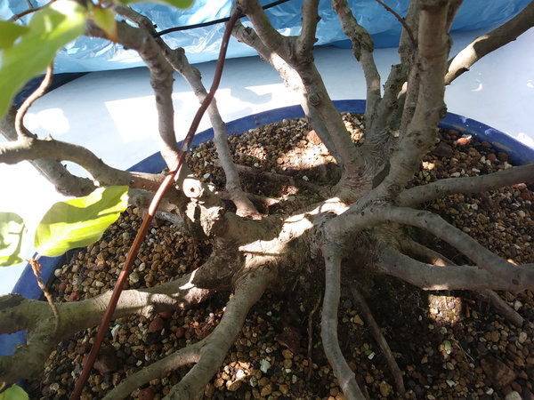 20180509_151001a.jpg