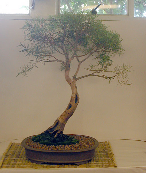 Eukalyptus, bester der Show,
<br />einheimsiche Art in einheimschem naturalistischem Stil