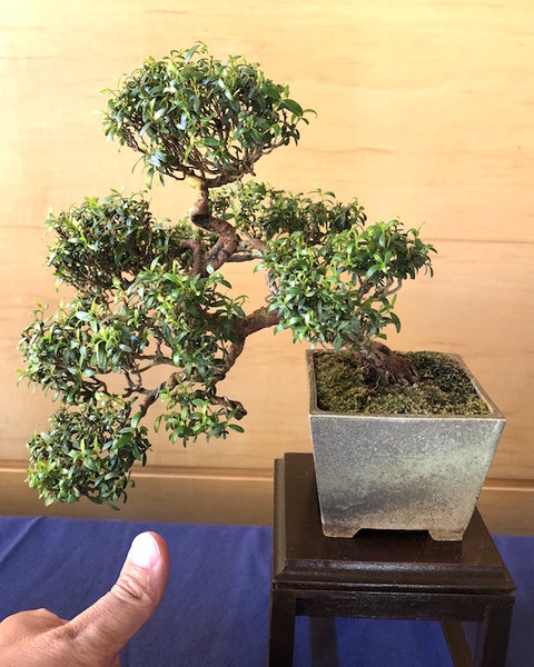 Shohin-Myrthe