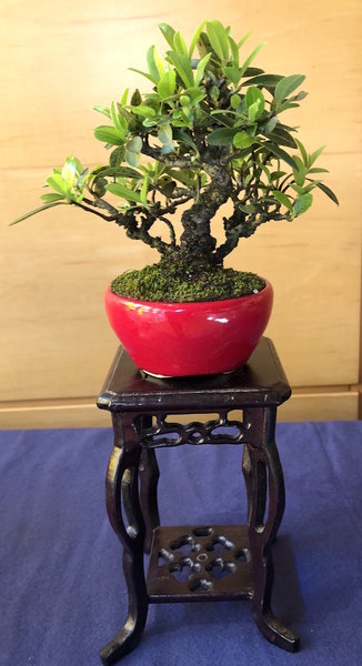 Shohin-Gardenie