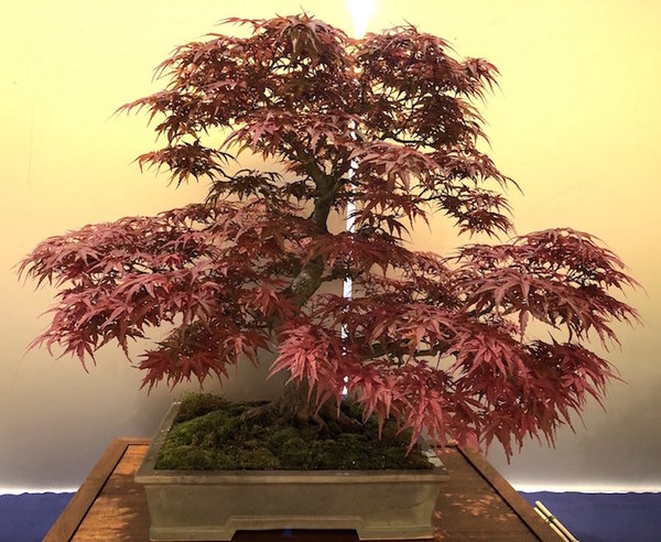 40 cm-Acer palmatum Seigen