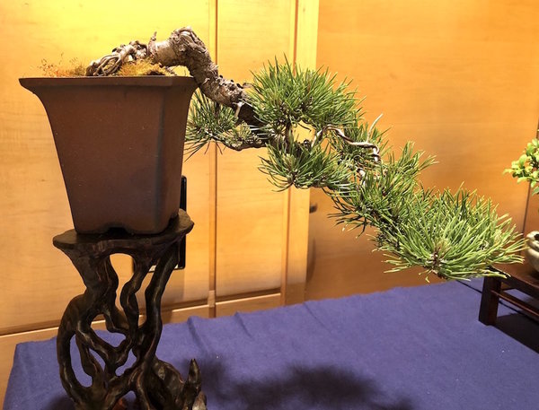 Shohin-Pinus mugo