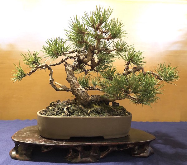 Shohin Pinus uncinata