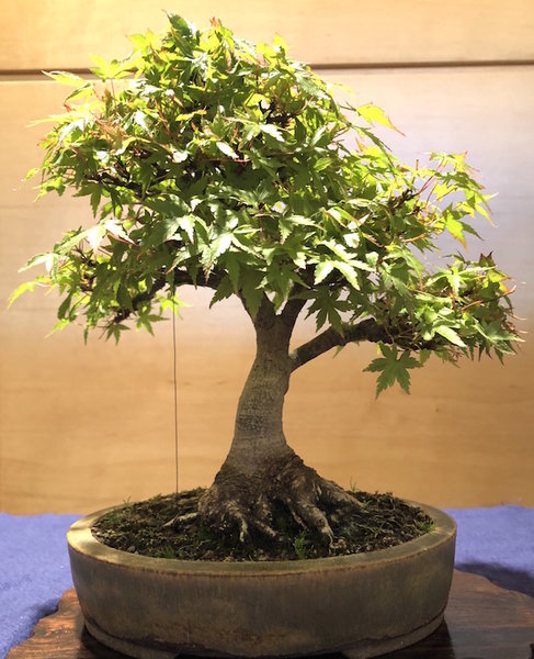 Shohin Acer palmatum