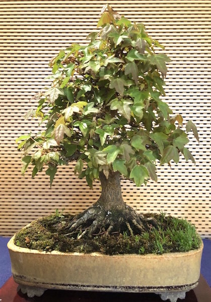 Shohin Acer buergerianum