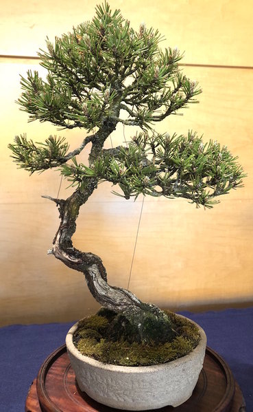 Shohin Pinus sylvestris - die war auch schon in Sonnefeld auf den BBT 2017, herrlich feine Nadelpolster allerdings leicht geschnitten