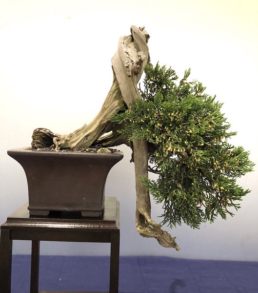 Shohin Juniperus sabina