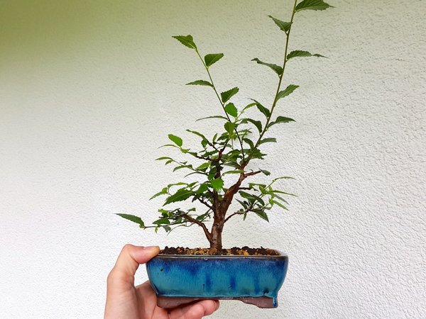 20180514_094203.jpg