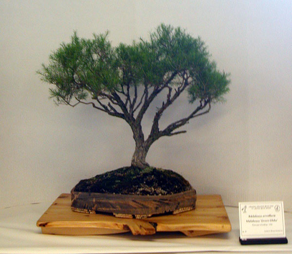 Teebaum, australische Pflanze