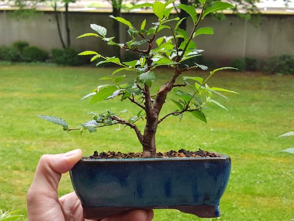 mit Schale ca 20cm hoch