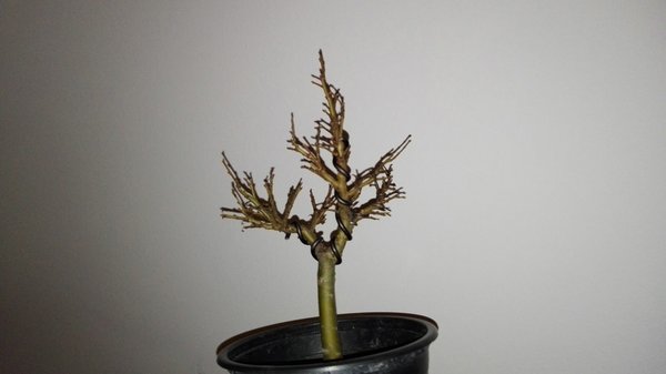 comp_IMG_20171120_210415.jpg