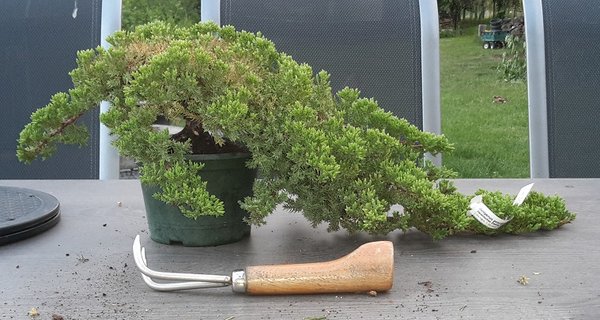 Juniperus Procumbens Nana 2 - 20-05-18