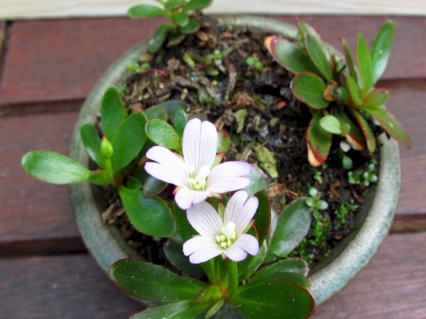 Epilobium kl..jpg